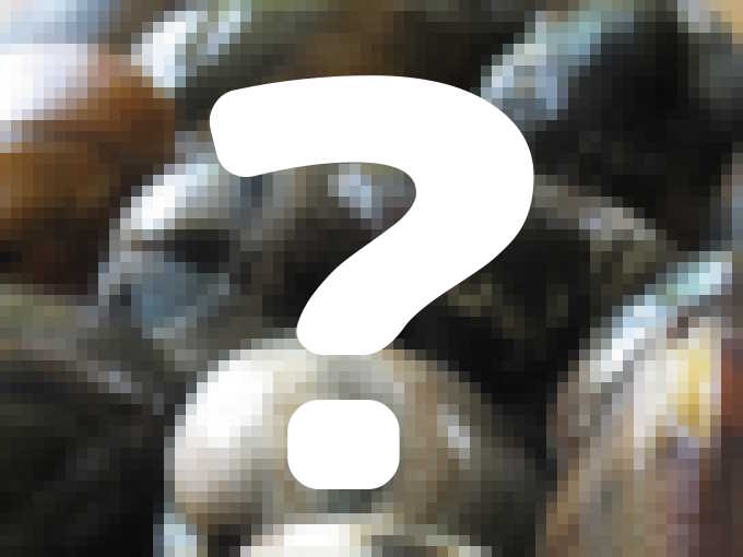 ホッキ貝 満天青空レストラン 4 11は北海道の北寄貝 そのレシピとお取り寄せ