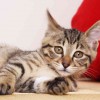 マツコの知らない世界 猫写真家・石原さくらがラグドール・ベンガル・マツコ猫？を紹介 その写真集の通販は？